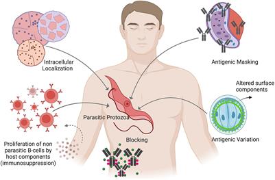 Uncovering the diversity of pathogenic invaders: insights into protozoa, fungi, and worm infections